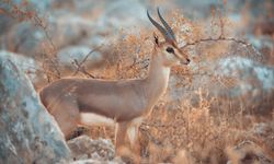 Hatay'da koruma altındaki "gazella gazella" türü dağ ceylanları