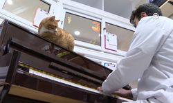 Kedilerin stresini kliniğine aldığı piyanoyla azaltıyor!
