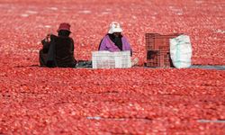 Mısır, domates üretimi ve yetiştiriciliğinde dünyada beşinci sırada