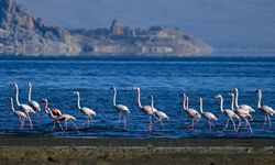 Göç dönemi geçen flamingolar kışı Van Gölü havzasında geçiriyor