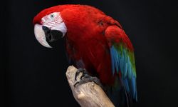 Rengarenk papağanları kış aylarında da yaz koşullarında yaşıyor!