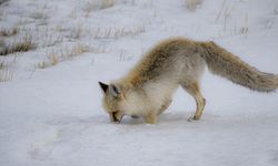 Kızıl tilkiler dakikalarca ses dinleyip karda avını yakalıyor!