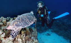 Gazeteciler Kızıldeniz'de deniz kaplumbağalarını görüntüledi