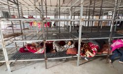 Filistinliler tavuk çiftliğine sığınmak zorunda kaldı