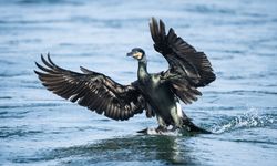 Deniz kuşlarının göç öncesi beslenme telaşı