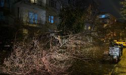 Ankara'da fırtına nedeniyle ağaç devrildi