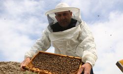 Kış uykusuna yatmayan arıların yüzde 30'u telef oldu!