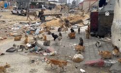 Gazze'de yaşanan kıtlık sokak hayvanlarını da olumsuz etkiliyor