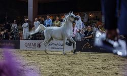 Umman'da Al Rubatiye Uluslararası Arap Atları Şampiyonası