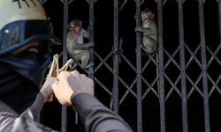 Sayıları hızla artan makak maymunları güvenlik tehdidi oluşturuyor!