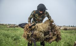 Erbil’de besicilerin koyun kırkma mesaisi başladı