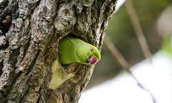 Ankara'nın tropik kuşları "Yeşil Papağanlar"