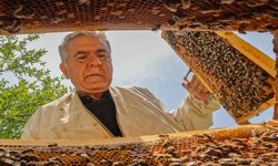 Ankara'da baharın gelmesiyle arıların tatlı telaşı başladı!