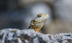 Laodikya Antik Kenti'nin Dikenli kelerleri