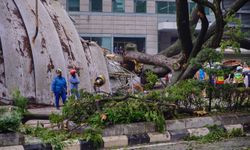 Malezya’da ağaç devrildi: 1 kişi öldü