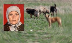 Adana'da sokak köpekleri yaşlı kadını parçaladı