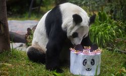 Meksika'daki son panda olan Xin Xin 34. yaş gününü kutluyor