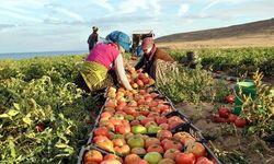 Tarım ÜFE mayısta aylık bazda yüzde 0,91 azaldı