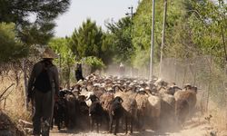 Irak'ta sıcaklar çoban ve hayvanları zor durumda bırakıyor!