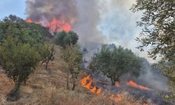Manisa'da büyük yangın: Havdan ve karadan müdahale!