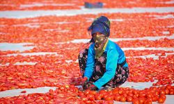 Diyarbakır'da kurutmalık domates mesaisi