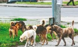 Başıboş sokak köpekleri teklifi komisyondan geçti