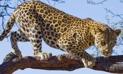 Leoparın saldırdığı çocuk hayatını kaybetti!