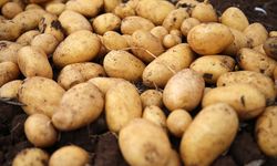 Hepsi geri gönderildi: Yurt dışından gelen 2 bin ton patates virüslü çıktı!