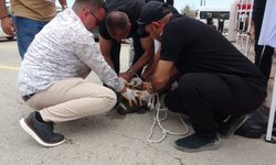 Malatya'da etkinlikte pitbull dehşeti: Bir kadın yaralandı