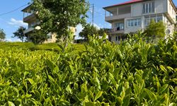 Açıklanan çay taban fiyatı Rizelileri böldü