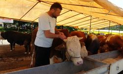 81 ile acil kodlu yazı: Tüm hayvan pazarları kapatıldı!