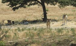 Ankara'da sokak ortasında köpek saldırısı