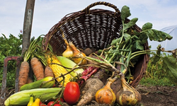 Tarım ÜFE yüzde 36,09 yükseldi