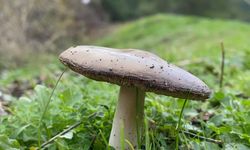 Mantar toplamaya gitti, ormanda kayboldu