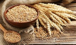 TİGEM 2 bin ton buğday satacak!