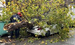 Aracın üzerine ağaç devrildi