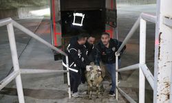 Uyuşturucu taşıyan koyunlar ve 2 kişi gözaltına alındı!