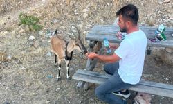 Dağ keçisini elleriyle besledi