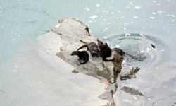 Fırat Nehri’nde 4 su samuru görüldü