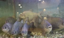 Diyarbakır'daki pirana balıkları 12 yıldır kelle paçayla besleniyor!