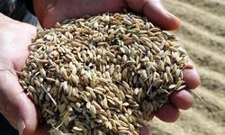 TMO, çeltik alım fiyatlarını açıkladı!