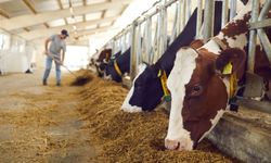 Tarım ürünleri ithalatında gümrükte düzenleme!