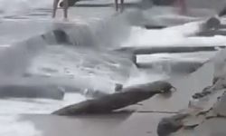 Lodos Caddebostan Sahili'i vurdu