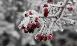 Zirai don riski için doğru önlemler alın!