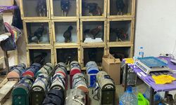 Horoz dövüştürenlere 1 milyon 55 bin lira ceza!