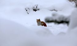 Doğu illeri yeniden karla kaplandı!