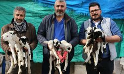 Tek batında 9 kuzu doğurdu!
