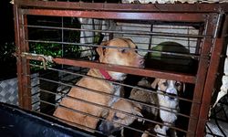 Barınaktaki 27 köpek selden botlarla kurtarıldı!