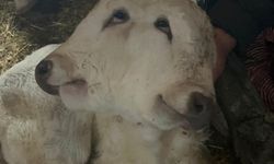 Erzurum’da çift başlı buzağı dünyaya geldi!