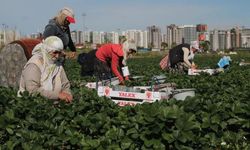 Tarım ve ormana yönelik düzenlemeler komisyonda kabul edildi!